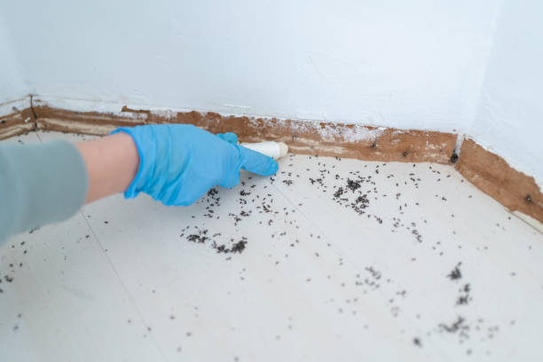 Trusted Byhalia, MS Pest Control Experts